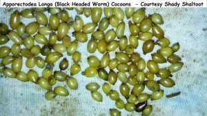 Apporectodea Longa (Black Headed Worm) Cocoons  - Courtesy Shady Shaltoot               
